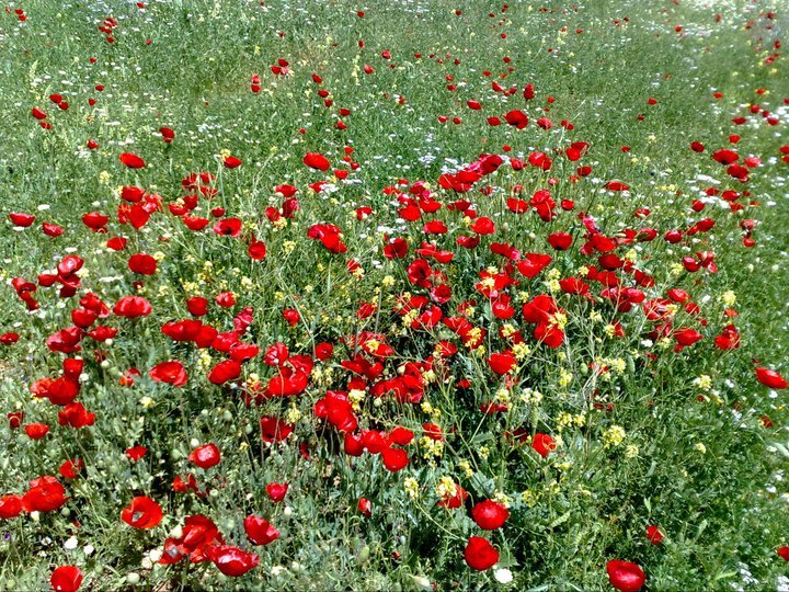 أجواء ربيعية معتدلة الحرارة في أغلب مناطق المملكة  