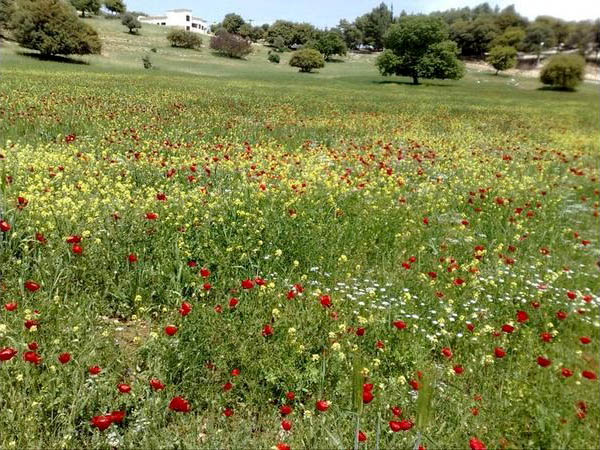  طقس معتدل اليوم وارتفاع تدريجي غدًا